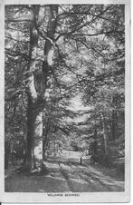 Groeten uit Vacantiecentrum De Dennenhoek Hulshorst, Verzamelen, Ansichtkaarten | Nederland, Verzenden, 1940 tot 1960, Gelopen