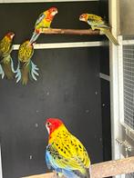 Rosella Goudmantel, Dieren en Toebehoren, Meerdere dieren, Parkiet, Geringd