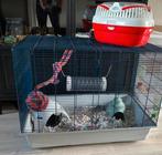 Kooi voor kleine knagers! Ratjes/hamster etc, Dieren en Toebehoren, Kooi, Zo goed als nieuw, Ophalen, Minder dan 60 cm