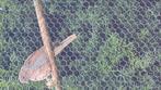 Diverse duiven te koop, Dieren en Toebehoren, Vogels | Duiven, Meerdere dieren