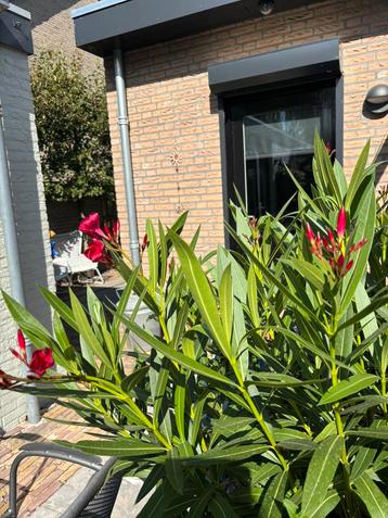 Te koop 3 oleanders beschikbaar voor biedingen