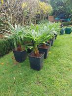 Trachycarpus fortunei, Tuin en Terras, Ophalen, Overige soorten, Halfschaduw