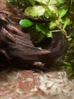 Neocaridina garnalen 0,50 cent per stuk, Kreeft, Krab of Garnaal