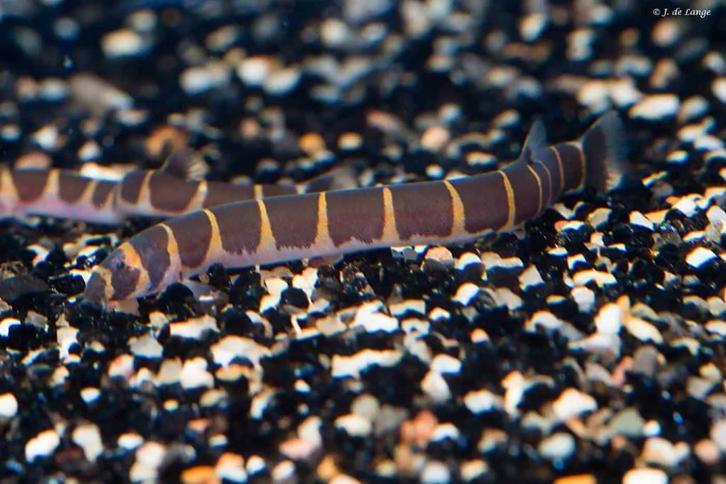 Pangio Semicinctus - Gestreepte Modderkruiper, Dieren en Toebehoren, Vissen | Aquariumvissen, Zoetwatervis, Vis