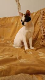 2 zeer lieve vrolijke kittens(v) gesteril/ingeent/chip/7,5md, Dieren en Toebehoren, Katten en Kittens | Overige Katten, Poes, Kortharig