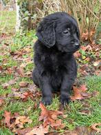 Golden retriever x labrador pups, Dieren en Toebehoren, Honden | Retrievers, Spaniëls en Waterhonden, Rabiës (hondsdolheid), 8 tot 15 weken