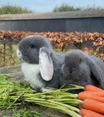 Koppel raszuivere franse hangoren, Meerdere dieren, Groot, Hangoor, 0 tot 2 jaar