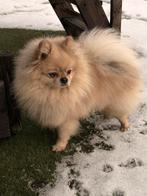 Gezonde Pomeranian dekreu zoekt teefje!!, Dieren en Toebehoren, Keeshond, Reu, Eén hond, 3 tot 5 jaar