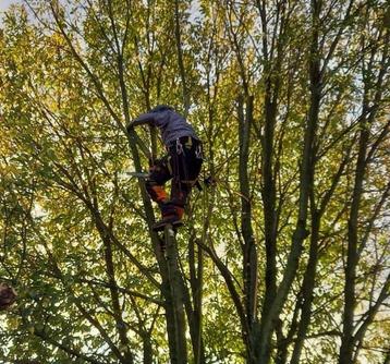 Boom verzorging snoeien kappen klimmen snipperen graafwerk beschikbaar voor biedingen