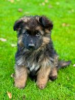 Prachtige langhaar duitse herder pup (reu), Dieren en Toebehoren, Rabiës (hondsdolheid), Reu, 8 tot 15 weken, Meerdere