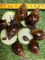 Reuze slakken gratis !!!, Dieren en Toebehoren, Overige Dieren, Mei, Meerdere dieren