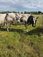 Mooie beste  dikbil koeien, Dieren en Toebehoren, Vrouwelijk
