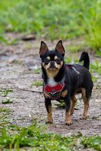 Chihuahua reutje zoekt geduldige baas, Dieren en Toebehoren, Honden | Chihuahua's en Gezelschapshonden, 6 jaar of ouder, Rabiës (hondsdolheid)