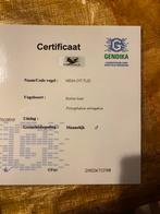 Bonte boer, Dieren en Toebehoren, Vogels | Parkieten en Papegaaien, Mannelijk, Papegaai, Tam