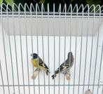 Koppel Zwartkopsijsen, Magellaansijs, Meerdere dieren, Tropenvogel, Geringd