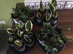 Kamerplant stekjes, Huis en Inrichting, Kamerplanten, Overige soorten, Minder dan 100 cm, Halfschaduw, Ophalen
