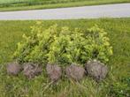 Restpartij Thuja Brabant en Smaragd kleigrond, Ophalen, Conifeer, 100 tot 250 cm