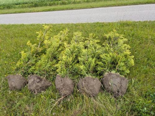 Restpartij Thuja Brabant en Smaragd kleigrond, Tuin en Terras, Planten | Struiken en Hagen, Conifeer, 100 tot 250 cm, Ophalen