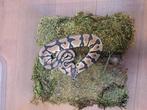 Mooie python, Slang, 0 tot 2 jaar