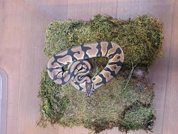 Mooie python  beschikbaar voor biedingen