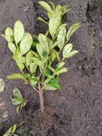 Laurier plantgoed, Ophalen, Laurier, Struik, Minder dan 100 cm