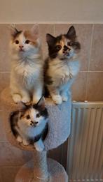 Te koop: prachtige kitten. kruising siberische x nb/ek, Dieren en Toebehoren, Katten en Kittens | Raskatten | Langhaar, Poes, Ontwormd