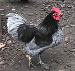 Australorp te koop!, Dieren en Toebehoren, Pluimvee, Mannelijk, Kip