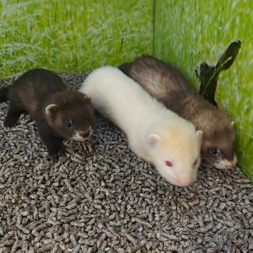Mustela putorius furo beschikbaar voor biedingen