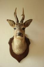 Taxidermie Opgezette Reeënkop met gewei, Ophalen of Verzenden, Gebruikt, Hert, Gewei of Kop