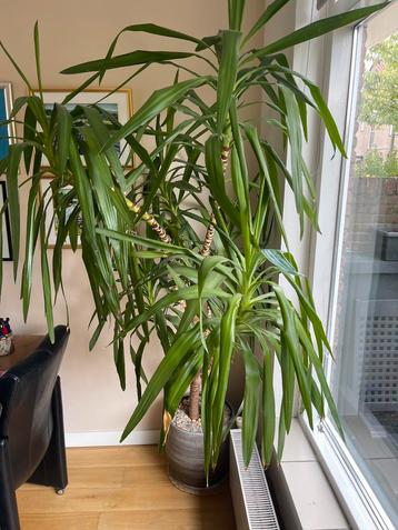 Yucca Kamerplant met Sierpot - 210cm beschikbaar voor biedingen