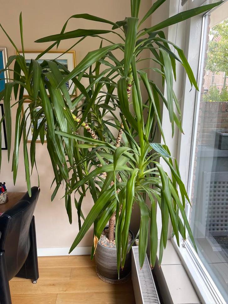 Yucca Kamerplant met Sierpot - 210cm, Huis en Inrichting, Kamerplanten, Yucca, 200 cm of meer, Groene kamerplant, Halfschaduw
