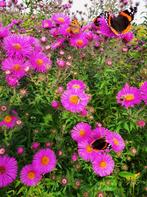 Bijen en Vlinder biologisch gekweekt planten, Tuin en Terras, Zomer, Ophalen of Verzenden