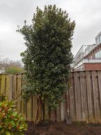 Grote laurier +/- 4 meter hoog, Tuin en Terras, Planten | Bomen, Ophalen, Halfschaduw, Overige soorten, 250 tot 400 cm