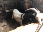 Te Koop gevraagd, Dieren en Toebehoren, Schapen, Geiten en Varkens, Mannelijk, Geit