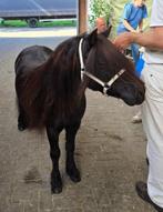 Te Koop 1e Premie Kroon Shetlander Merrie + Hengstveulen, Dieren en Toebehoren, Merrie, A pony (tot 1.17m), Onbeleerd, 11 jaar of ouder