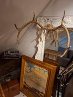 groot gewei, Ophalen