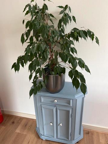 Ficus Benjamina - Plant Kamerplant in Mica decoration pot beschikbaar voor biedingen