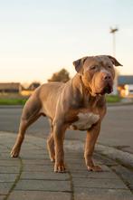 American Bully XL dekreu ABKC Lilac Tri, België, Particulier, Rabiës (hondsdolheid), Reu