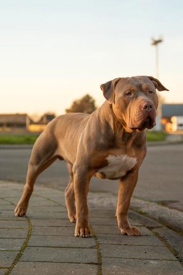 American Bully XL dekreu ABKC Lilac Tri beschikbaar voor biedingen