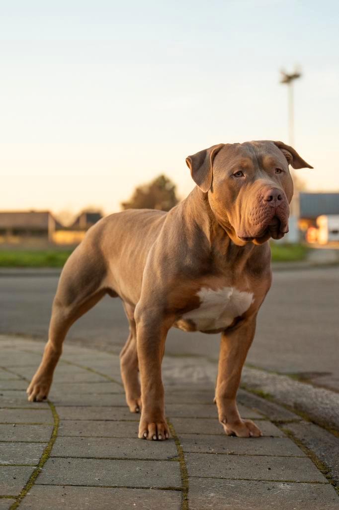 American Bully XL dekreu ABKC Lilac Tri, Dieren en Toebehoren, Honden | Dekreuen, Reu, Particulier, Eén hond, België, 1 tot 2 jaar