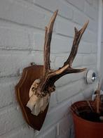 Taxidermie,Taxidermy  "ree gewei 6 ender" op schild, Verzamelen, Dierenverzamelingen, Ophalen of Verzenden, Gebruikt, Hert, Gewei of Kop
