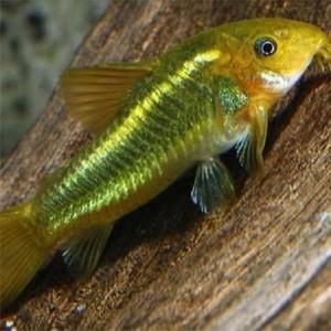 Gezocht Corydoras Green laser en Gold te samen, Dieren en Toebehoren, Vissen | Aquariumvissen, Vis