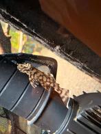 L519, Vis, Zoetwatervis