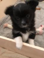 Pomeriaan/ pomchi Teefje mag het nestje verlaten, Dieren en Toebehoren, Honden | Poolhonden, Keeshonden en Oertypen, 8 tot 15 weken