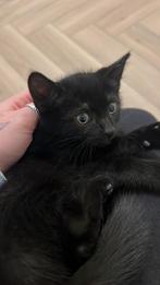 Lieve kittens te koop!, Dieren en Toebehoren, Meerdere dieren