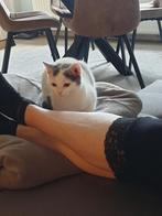 TEGEN ELK AANNEMELIJK BOD Britse korthaar 5 maanden oud, Dieren en Toebehoren, Poes, Ontwormd, 0 tot 2 jaar