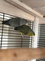 Forpussen te koop, Dieren en Toebehoren, Meerdere dieren, Parkiet