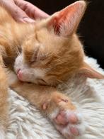 Rescue kitten op zoek naar een fijn huis, Dieren en Toebehoren, Katten en Kittens | Overige Katten, Kater