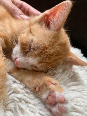 Rescue kitten op zoek naar een fijn huis beschikbaar voor biedingen