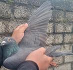 Postduif kleinzoon "MAX"/"NATHALIE", Dieren en Toebehoren, Mannelijk, Postduif